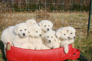 Great Pyrenees Puppy for sale in TOMS BROOK, VA, USA