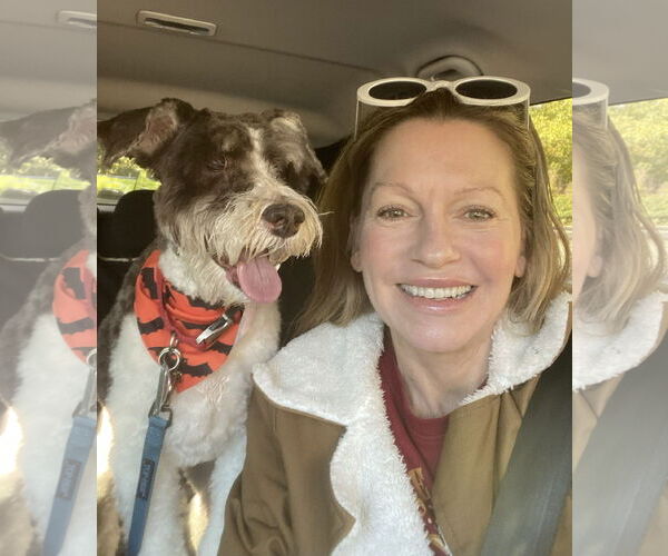 Medium Photo #2 - Mix Puppy For Sale in Lenoir, NC, USA