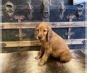 Irish Setter Puppy for sale in FULTON, KS, USA
