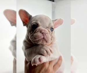 French Bulldog Puppy for sale in FRANKLINVILLE, NJ, USA