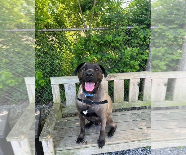 Medium Photo #5 Mutt Puppy For Sale in Elmsford, NY, USA