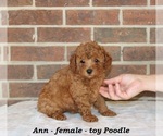 Small #1 Poodle (Toy)