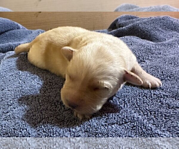 Medium Photo #8 Labrador Retriever Puppy For Sale in HIGH POINT, NC, USA