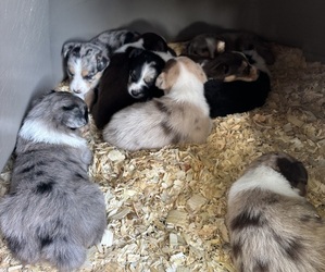 Australian Shepherd Litter for sale in OSCEOLA, IA, USA