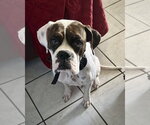 Small #1 Boxer