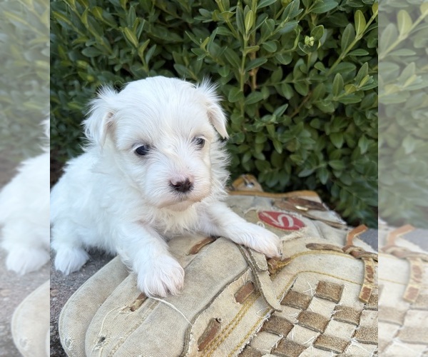 Medium Photo #2 Maltese Puppy For Sale in MIDDLEBURY, IN, USA