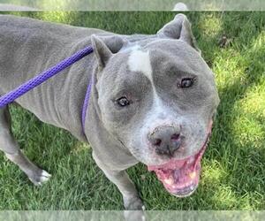 American Pit Bull Terrier-American Staffordshire Terrier Mix Dogs for adoption in Martinez, CA, USA