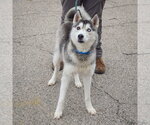 Small #2 Siberian Husky