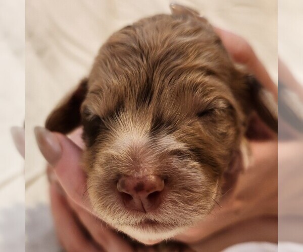 Medium Photo #4 F2 Aussiedoodle Puppy For Sale in COLUMBIA, TN, USA