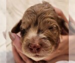 Small #3 F2 Aussiedoodle