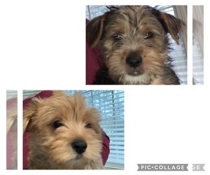 Morkie Puppy for sale in ASHEVILLE, NC, USA