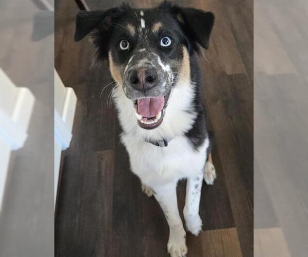 Medium Photo #1 Australian Shepherd-Unknown Mix Puppy For Sale in San Antonio, TX, USA