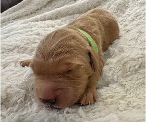 Medium Golden Retriever