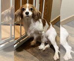 Small #1 Cavalier King Charles Spaniel
