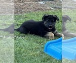 Puppy Puppy 2 German Shepherd Dog