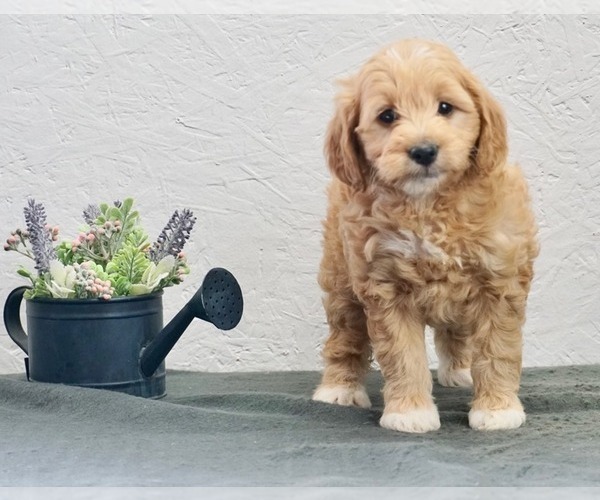 Medium Photo #1 Goldendoodle-Poodle (Toy) Mix Puppy For Sale in NAPPANEE, IN, USA