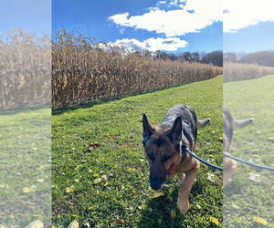 German Shepherd Dog Dogs for adoption in Mt. Airy, MD, USA