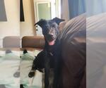 Small German Shepherd Dog Mix