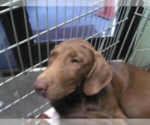 Labrador Retriever Dogs for adoption in Tulsa, OK, USA