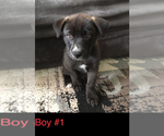 Small Photo #7 American Pit Bull Terrier-Siberian Husky Mix Puppy For Sale in FLINTSTONE, GA, USA