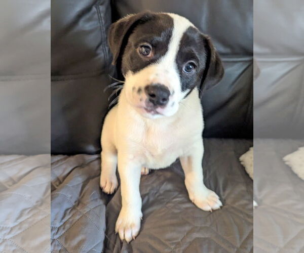 Medium Photo #6 American Staffordshire Terrier-Unknown Mix Puppy For Sale in Corona, CA, USA