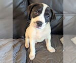 Small #5 American Staffordshire Terrier Mix