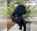 Small Photo #5 Poodle (Miniature) Puppy For Sale in JACKSONVILLE, FL, USA