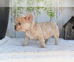 Small #3 French Bulldog