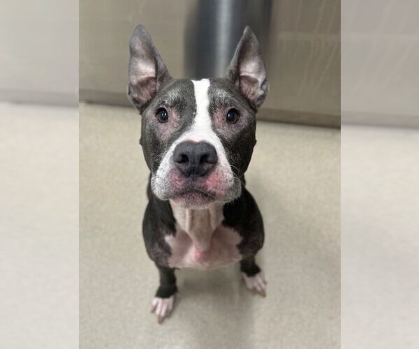 Medium Photo #2 American Pit Bull Terrier-Unknown Mix Puppy For Sale in Baytown, TX, USA
