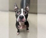 Small #1 American Pit Bull Terrier Mix