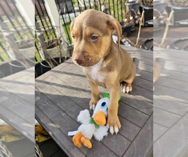 Medium Photo #4 Mutt Puppy For Sale in Springdale, PA, USA