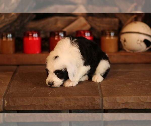Medium Photo #6 Sheepadoodle Puppy For Sale in STANLEY, VA, USA