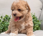 Small #1 Maltipoo