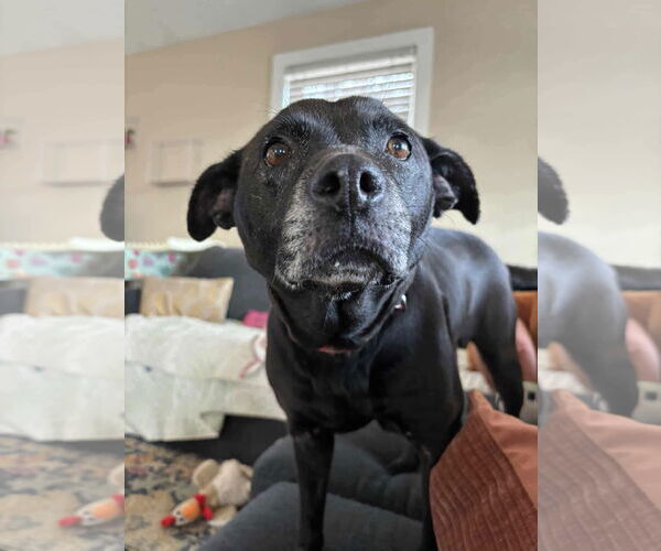 Medium Photo #2 Labrachow Puppy For Sale in Stratham, NH, USA