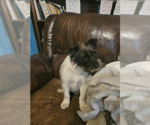 Small #2 Mutt