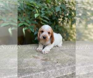 English Cocker Spaniel Puppy for sale in MINT HILL, NC, USA