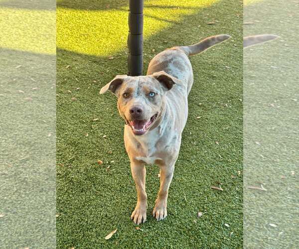 Medium Photo #4 American Pit Bull Terrier-Catahoula Leopard Dog Mix Puppy For Sale in Woodbury, NY, USA
