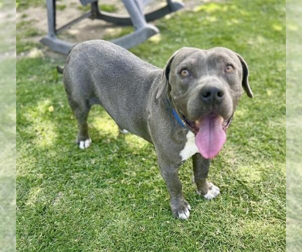 Medium Photo #2 Mutt Puppy For Sale in Riverside, CA, USA