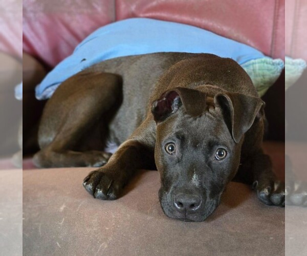 Medium Photo #2 American Staffordshire Terrier-German Shepherd Dog Mix Puppy For Sale in Holly Springs, NC, USA