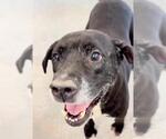 Small #1 Labrador Retriever Mix