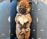 Puppy Purple Shiba Inu
