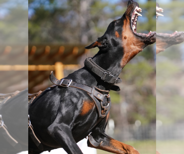 Medium Photo #32 Doberman Pinscher Puppy For Sale in FORT LAUDERDALE, FL, USA