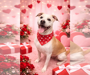 McFuffin - Male Pointer-Unknown Mix Dog for Adoption - Photo #2