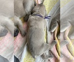Small #7 Cane Corso