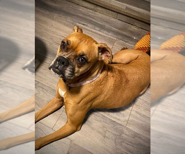 Medium Photo #5 Boxer Puppy For Sale in  Katy, TX, USA