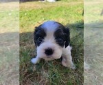 Puppy 3 Australian Shepherd-Cavalier King Charles Spaniel Mix