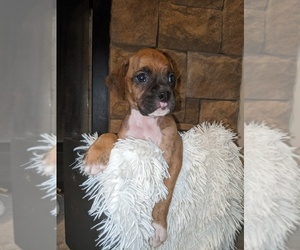 Boxer Puppy for sale in CUMBERLAND COLLEGE, KY, USA