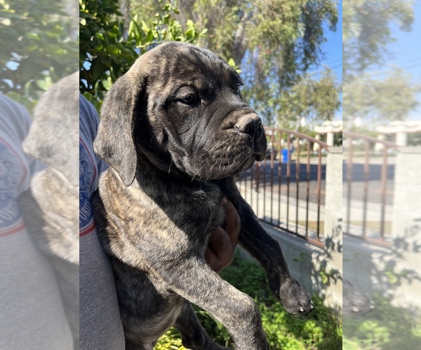Medium Photo #56 Bullmastiff Puppy For Sale in LOS ANGELES, CA, USA