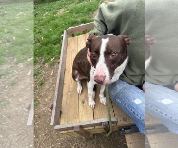 Medium Photo #2 Border Collie-Unknown Mix Puppy For Sale in Jackson, MS, USA
