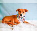 Small #3 Mutt